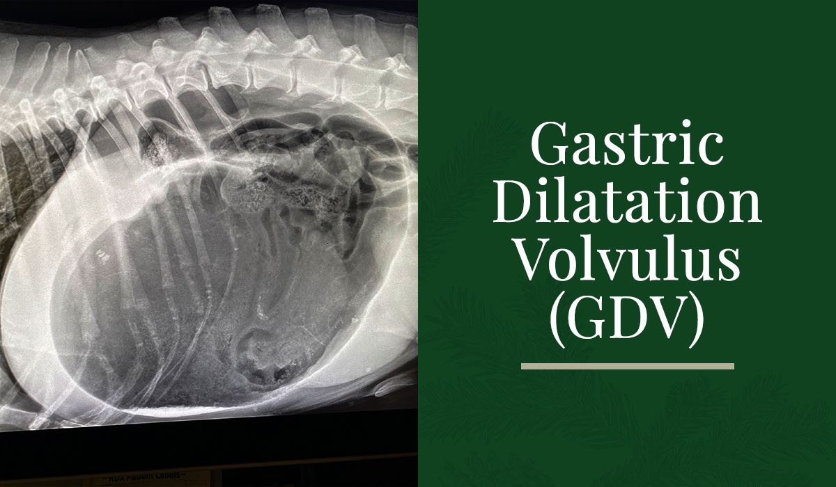 Gastric Dilatation Volvulus GDV 