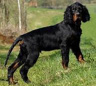 Gordon Setter