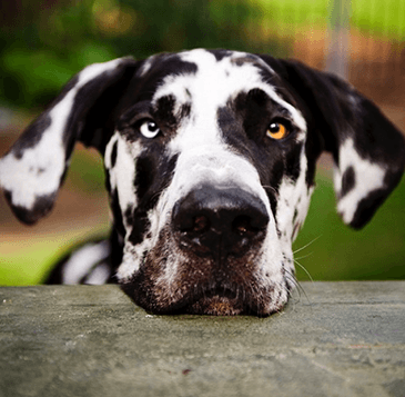 Great Dane